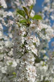 Attēlu rezultāti vaicājumam “Cerasus flower”