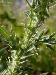 Attēlu rezultāti vaicājumam “Cirsium vulgare”