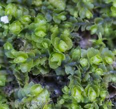 Attēlu rezultāti vaicājumam “Leiocolea collaris”