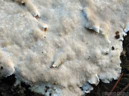 Attēlu rezultāti vaicājumam “Postia sericeomollis”