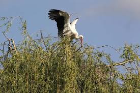 Attēlu rezultāti vaicājumam “Ciconia ciconia adult”