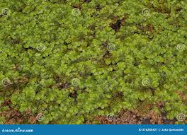 Attēlu rezultāti vaicājumam “Sphagnum cuspidatum”