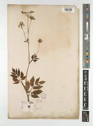 Attēlu rezultāti vaicājumam “Chaerophyllum aromaticum”