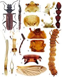 Attēlu rezultāti vaicājumam “Cucujidae”