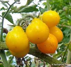 Attēlu rezultāti vaicājumam “Lycopersicon esculentum”