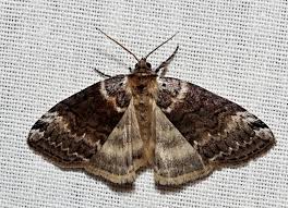 Attēlu rezultāti vaicājumam “Tetheella fluctuosa”