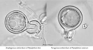 Attēlu rezultāti vaicājumam “Athelia pyriformis”