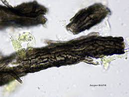 Attēlu rezultāti vaicājumam “Cystocoleus ebeneus”