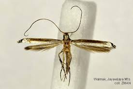 Attēlu rezultāti vaicājumam “Gracillariidae”