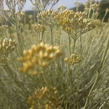 Attēlu rezultāti vaicājumam “Helichrysum arenarium bud”