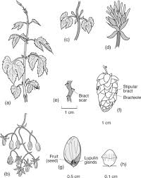 Attēlu rezultāti vaicājumam “Humulus lupulus fruit”