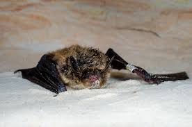 Attēlu rezultāti vaicājumam “Myotis brandtii”