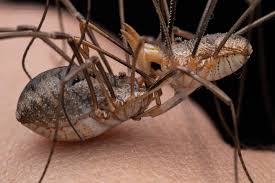 Attēlu rezultāti vaicājumam “Opiliones”