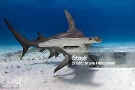 Image result for Sphyrna media