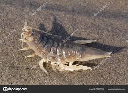 Attēlu rezultāti vaicājumam “Saduria entomon”