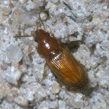 Attēlu rezultāti vaicājumam “Acupalpus flavicollis”