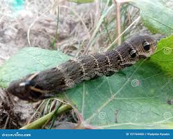 Attēlu rezultāti vaicājumam “Deilephila elpenor larva”