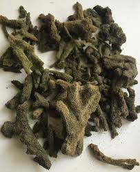 Attēlu rezultāti vaicājumam “Spongilla lacustris”