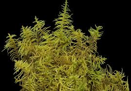 Attēlu rezultāti vaicājumam “Helodium blandowii”