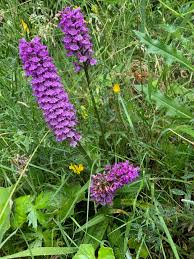 Attēlu rezultāti vaicājumam “Dactylorhiza ochroleuca bud”