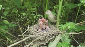 Attēlu rezultāti vaicājumam “Sylvia borin nest”