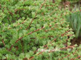 Attēlu rezultāti vaicājumam “Larix kaempferi leaf”