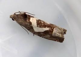 Attēlu rezultāti vaicājumam “Epiblema foenella”