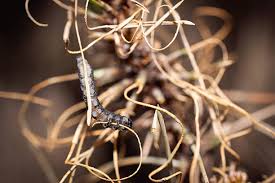 Attēlu rezultāti vaicājumam “Neodiprion sertifer larva”