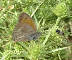 Attēlu rezultāti vaicājumam “Hyponephele lycaon female”