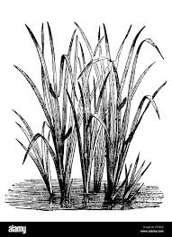 Image result for Acorus calamus