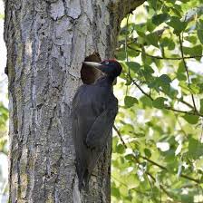 Attēlu rezultāti vaicājumam “Dryocopus martius nest”