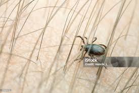 Attēlu rezultāti vaicājumam “Ixodes male”