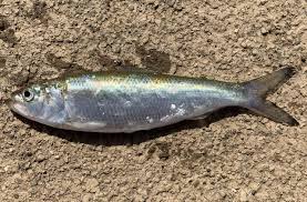 Image result for Alosa chrysochloris