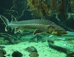 Image result for Acipenser medirostris