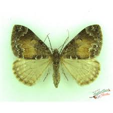 Attēlu rezultāti vaicājumam “Dysstroma truncata”