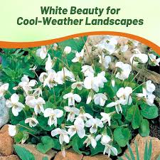 Attēlu rezultāti vaicājumam “Viola odorata bud”