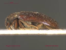 Attēlu rezultāti vaicājumam “Attagenus pellio”