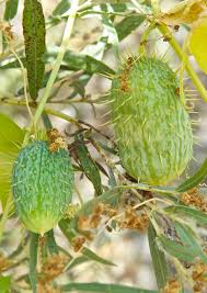Attēlu rezultāti vaicājumam “Echinocystis lobata fruit”