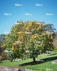 Attēlu rezultāti vaicājumam “Kalopanax septemlobus”