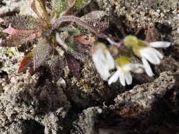 Attēlu rezultāti vaicājumam “Erophila verna fruit”