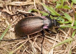 Attēlu rezultāti vaicājumam “Carabus arcensis”