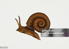 Attēlu rezultāti vaicājumam “Planorbidae”