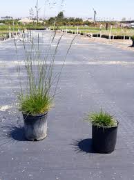 Attēlu rezultāti vaicājumam “Festuca rubra subsp. rubra leaf”