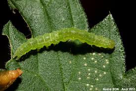 Attēlu rezultāti vaicājumam “Hypena proboscidalis”