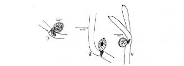 Attēlu rezultāti vaicājumam “Nitella flexilis”