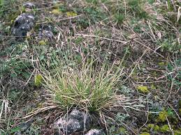 Attēlu rezultāti vaicājumam “Sesleria caerulea bud”