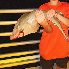 Image result for Acroteriobatus annulatus