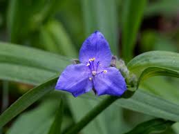 Attēlu rezultāti vaicājumam “Commelinaceae”