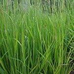 Attēlu rezultāti vaicājumam “Calamagrostis arundinacea leaf”