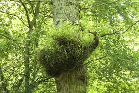 Attēlu rezultāti vaicājumam “Taphrina betulina”